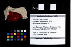 Foto (Objekt + Etikett) von Oxythyreus gibbus (Reuss, 1858)  (NHMW-GEO-1990-0041-2688)